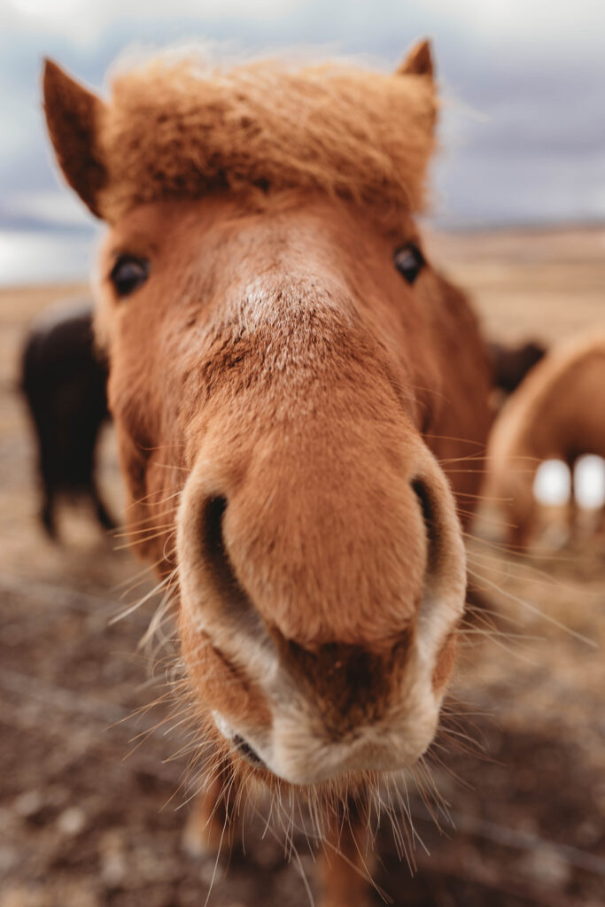 Photo of a horse taken during Charleston Photographer's Trip to Iceland.