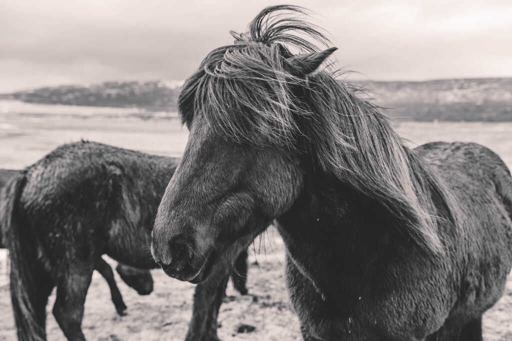 Portrait of a Horse taken during Charleston Photographer's Trip to Iceland.
