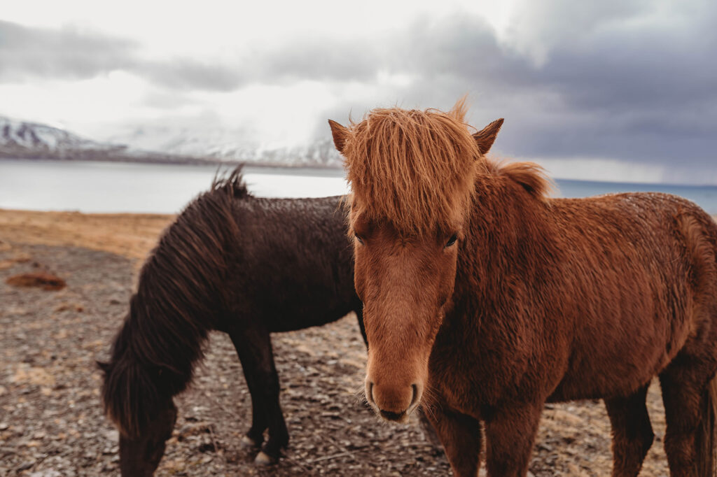 Horses in Iceland. 