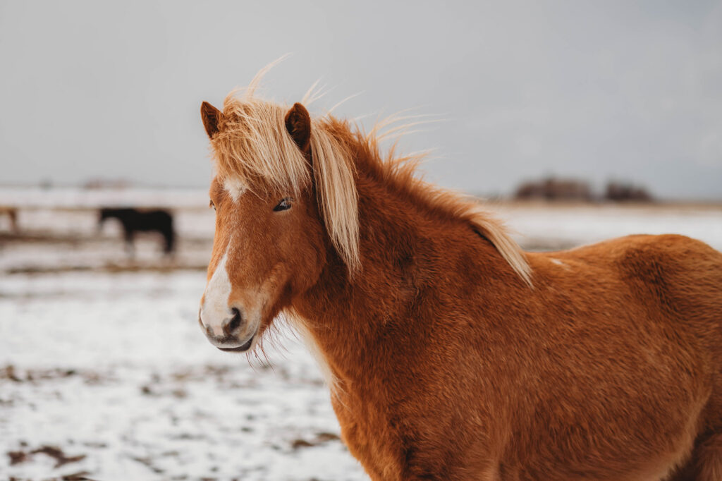 Photo of horses taken during Charleston Photographer's Trip to Iceland.