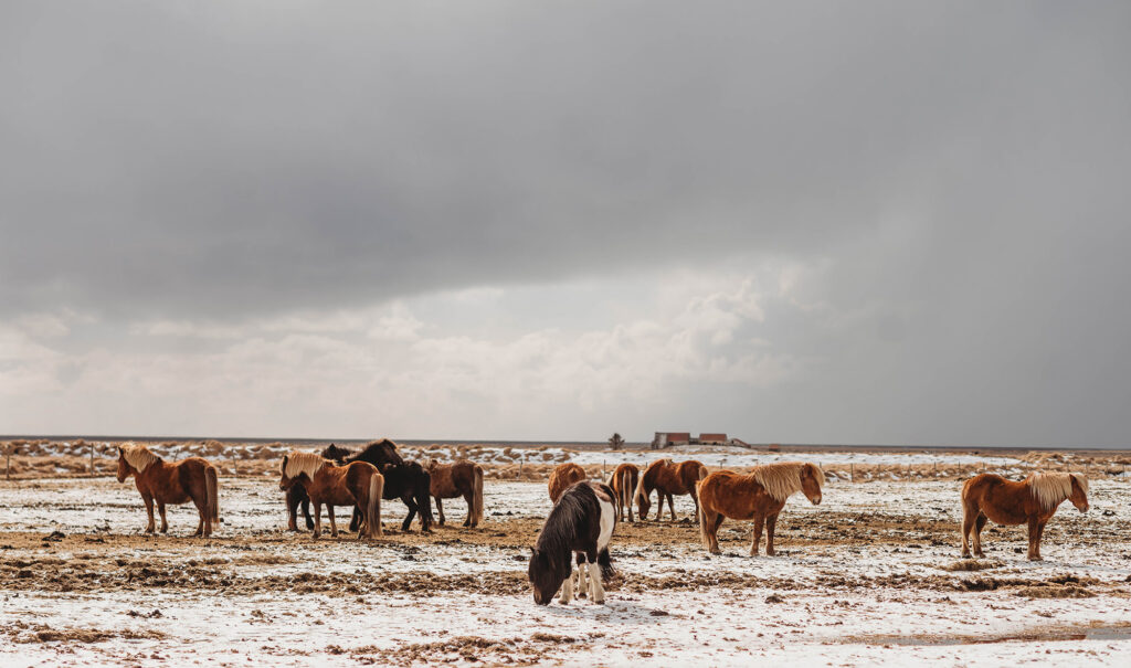 Photo of horses taken during Charleston Photographer's Trip to Iceland.